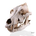 Statue Tête de Mort Crâne Animal 14 cm