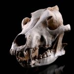 Crâne décoratif chien ou loup en résine