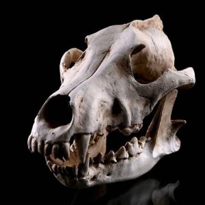 Crâne décoratif chien ou loup en résine