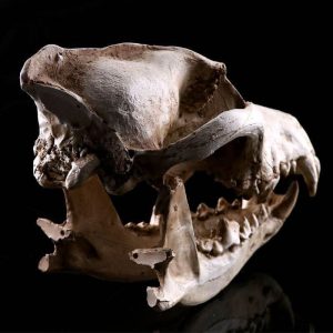 Tête de mort stylisée en forme de crâne animal