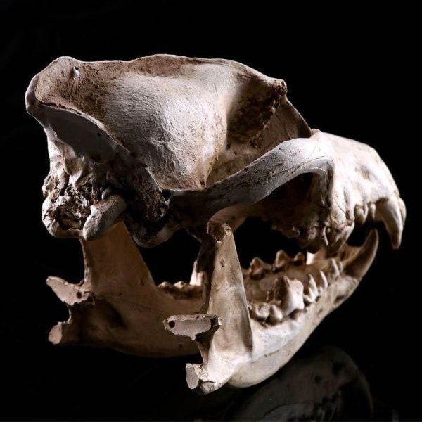 Tête de mort stylisée en forme de crâne animal