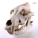 Objet déco original tête de mort chien loup