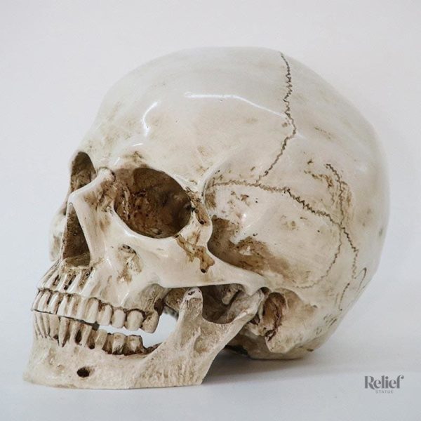 Tête de mort décorative pour un style gothique
