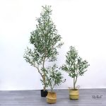 Olivier noir 50 cm pour un style contemporain et chaleureux