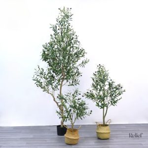 Olivier noir 50 cm pour un style contemporain et chaleureux