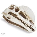 Crâne dinosaure en résine pour décor intérieur
