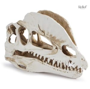 Figurine de dinosaure crâne, 12 cm de hauteur