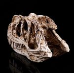 Sculpture crâne de Ceratosaurus pour passionnés de dinosaures