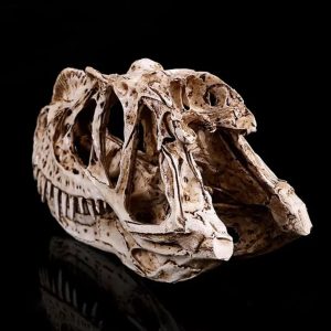 Sculpture crâne de Ceratosaurus pour passionnés de dinosaures