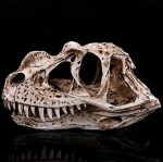 Figurine dinosaure Ceratosaurus, 11 cm de hauteur
