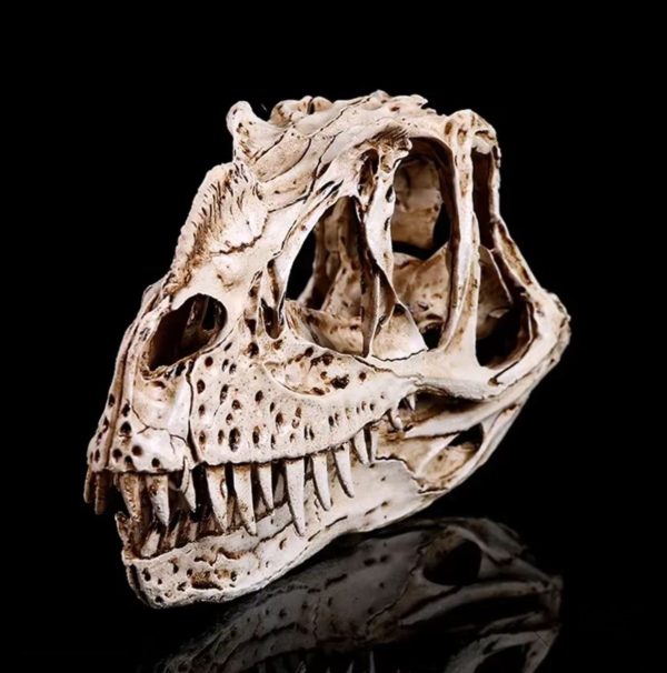 Objet de collection crâne de Ceratosaurus, design artistique
