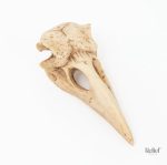 Statue crâne oiseau 4 cm, un objet décoratif intrigant