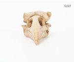 Oiseau en crâne, statue de 4 cm pour décoration originale