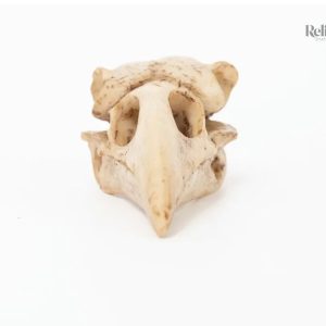 Oiseau en crâne, statue de 4 cm pour décoration originale