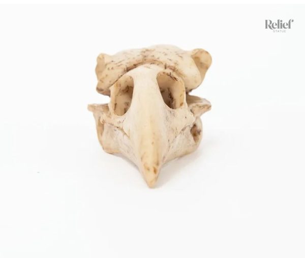 Oiseau en crâne, statue de 4 cm pour décoration originale