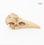 Crâne d'oiseau, figurine de 4 cm pour amateur de décor animalier