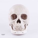 Tête de Mort décorative, ajout unique à votre déco