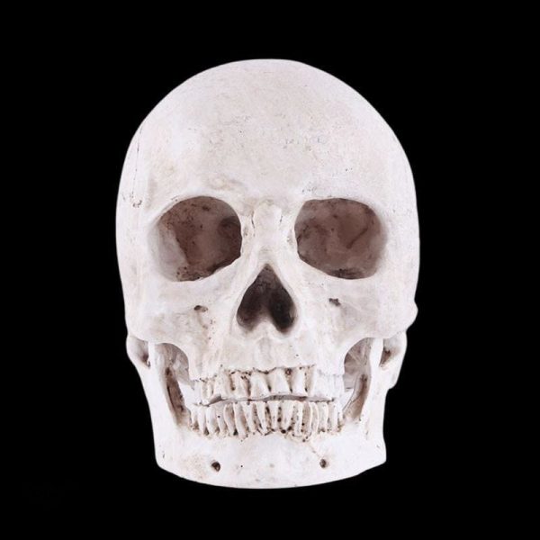 Sculpture crâne de 14 cm pour style original
