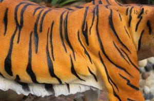 Statue réaliste de tigre pour terrasse ou cour