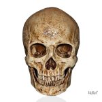 Statue Tête de Mort Crâne Ancien 15 cm décoratif
