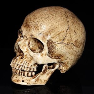 Crâne décoratif ancien en résine, haut de 15 cm